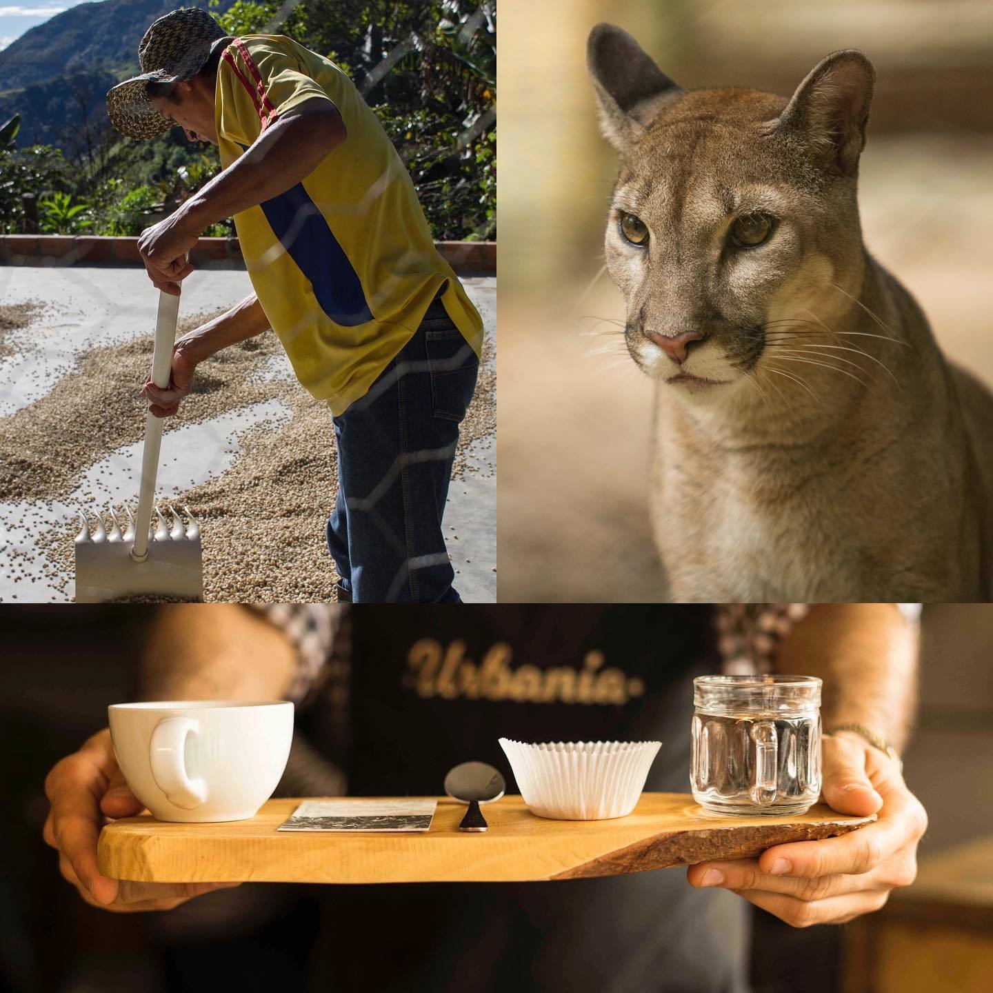 Saving the Jaguar and big felines one cup of coffee at the time / Preservando al Jaguar y otros grandes felinos una taza de café a la vez