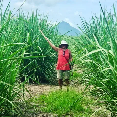 Worthy Park Estate: Leading the Charge Toward  Clean Energy in Jamaica