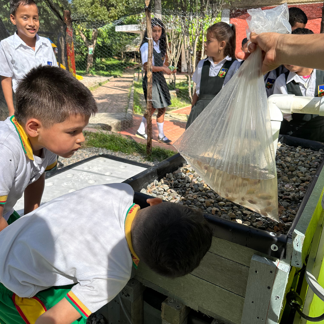 Aquaponics: Sustainable Agriculture to Tackle Food Insecurity / Acuaponía: agricultura sostenible para combatir la inseguridad alimentaria