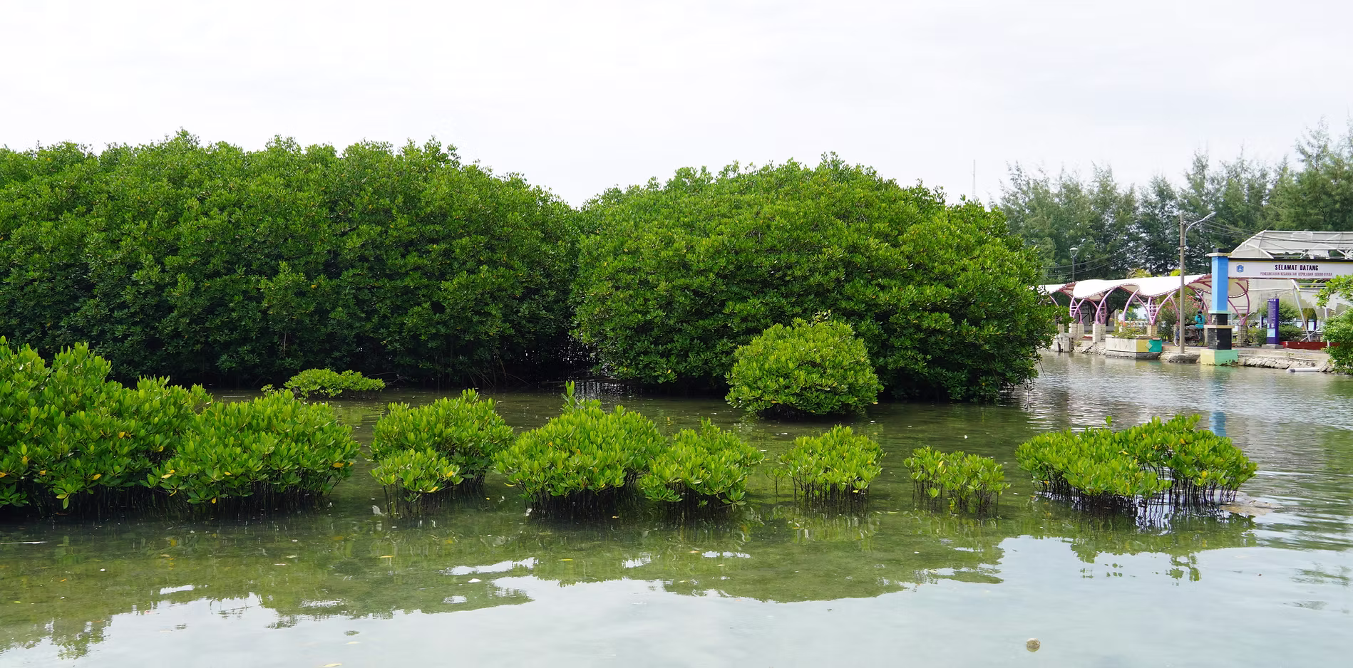 Restoring Climate Balance through Blue Carbon Innovation