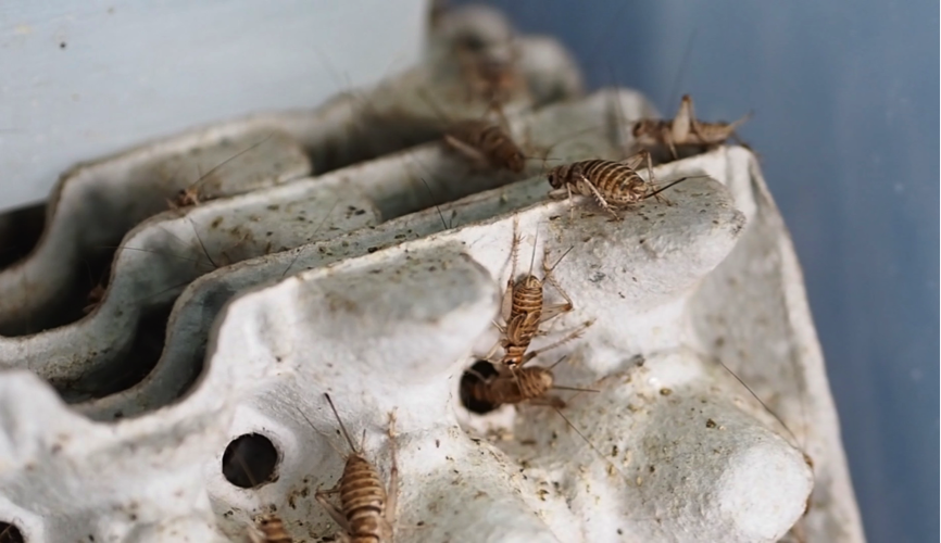 AIM2Flourish Crickets Sustainable Food of the Future