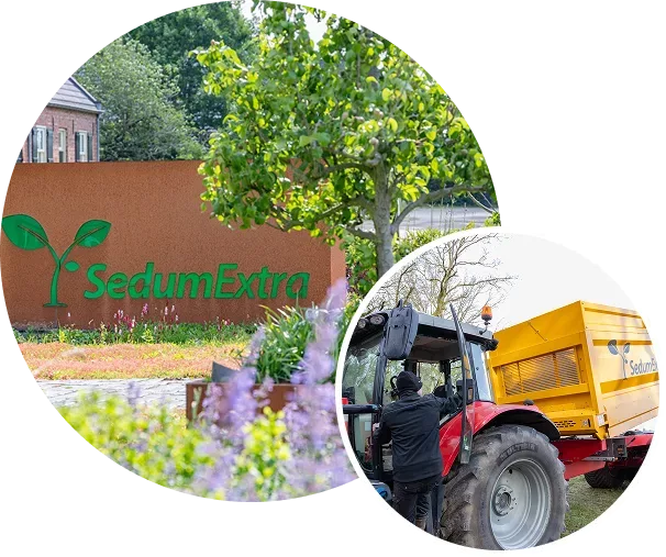 Sustainable SedumExtra