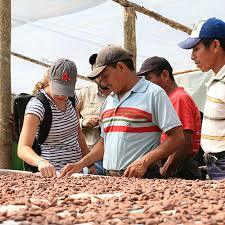 Fair Trade and Sustainability: The Global Impact of Ethical Chocolate