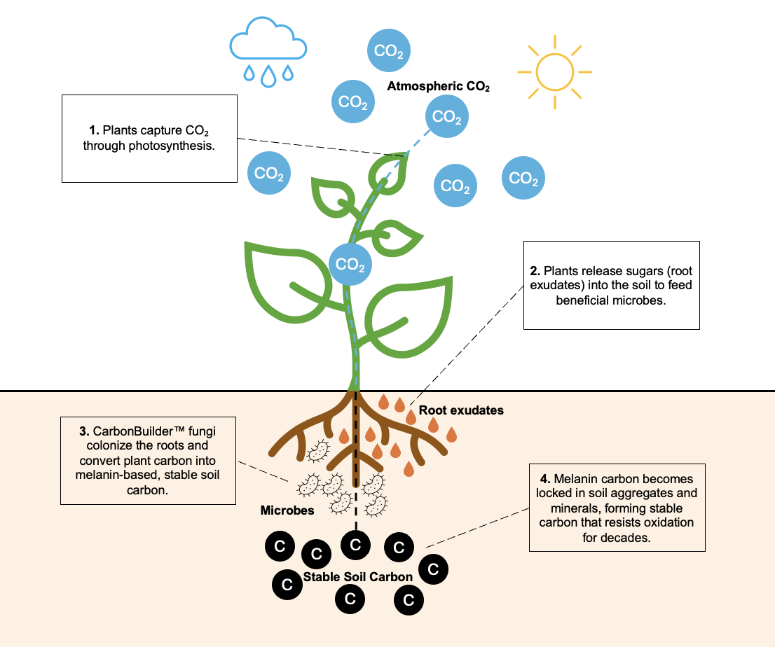 Loam Bio: Capturing Carbon at Gigaton Scale with the Help of Microbes