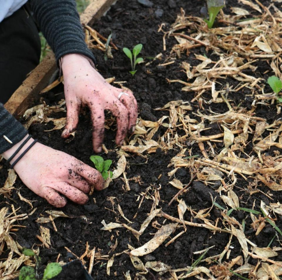 Edible Gardens: Fresh Bargains at your Backdoor