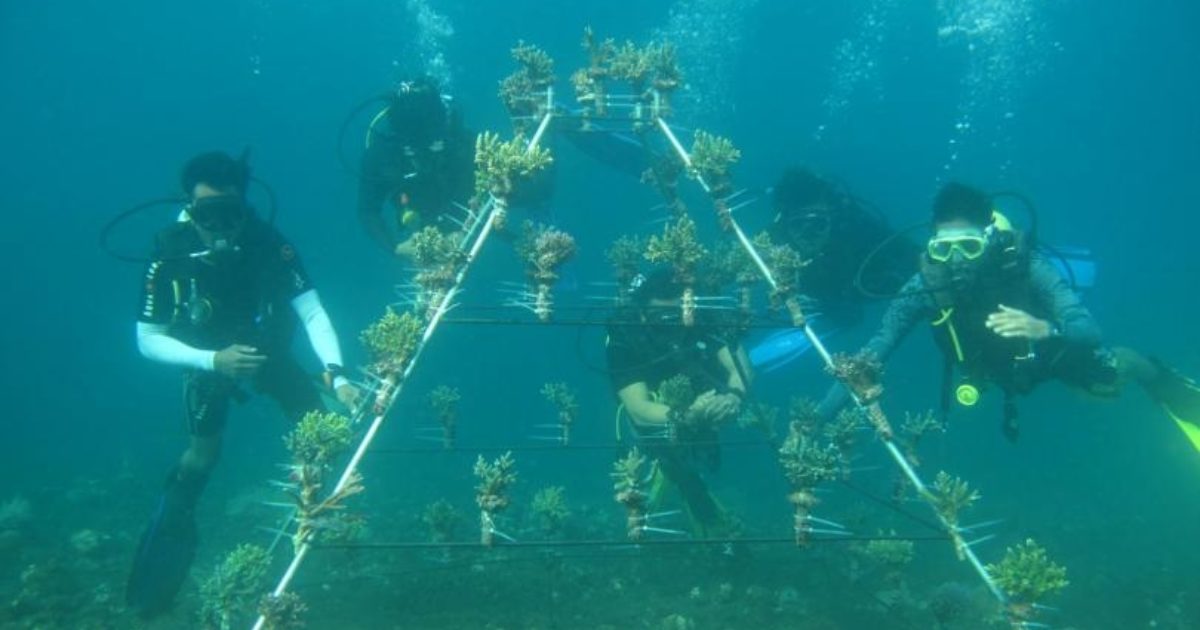 AIM2Flourish | Fish Apartments Increase Marine Habitat