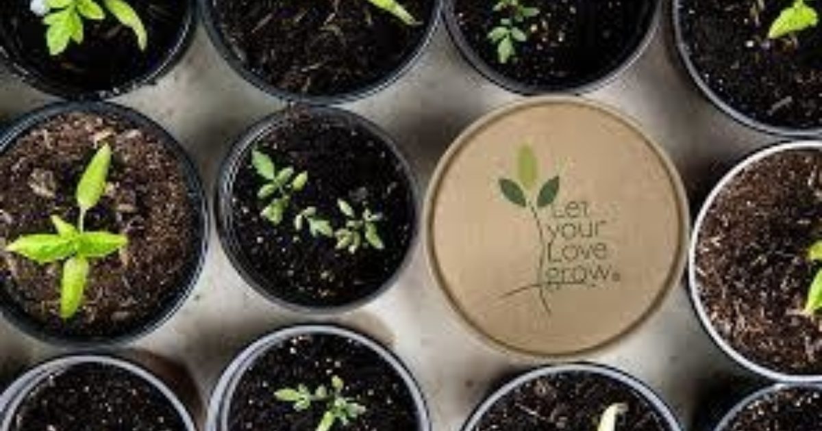 AIM2Flourish From the Ashes Grows New Life