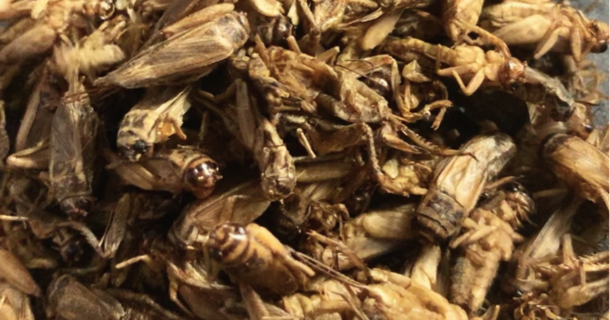 AIM2Flourish Crickets Sustainable Food of the Future