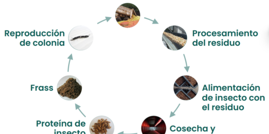 Redefining Sustainability Through Bioinnovation / Redefiniendo la sostenibilidad a través de la bioinnovación