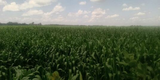 Seeds of Opportunity, Roots of Change