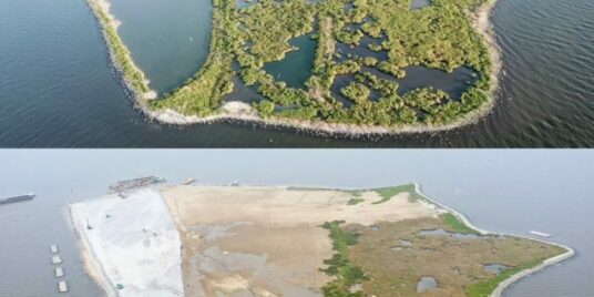 The restoration of Queen Bess Island
