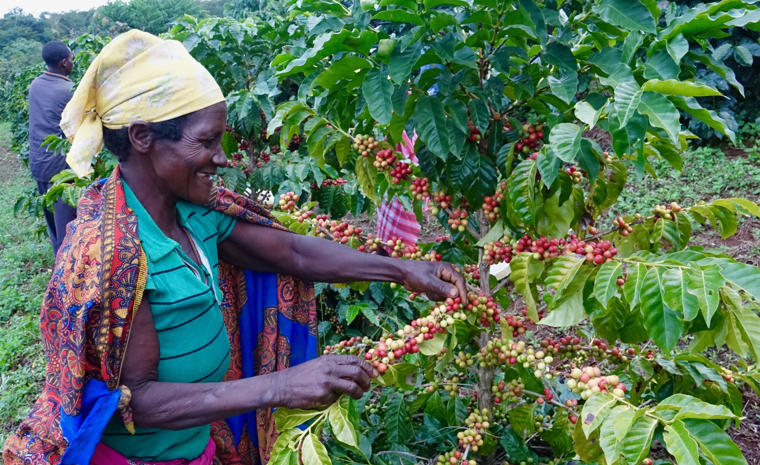 Save the Forest With a Cup of Coffee