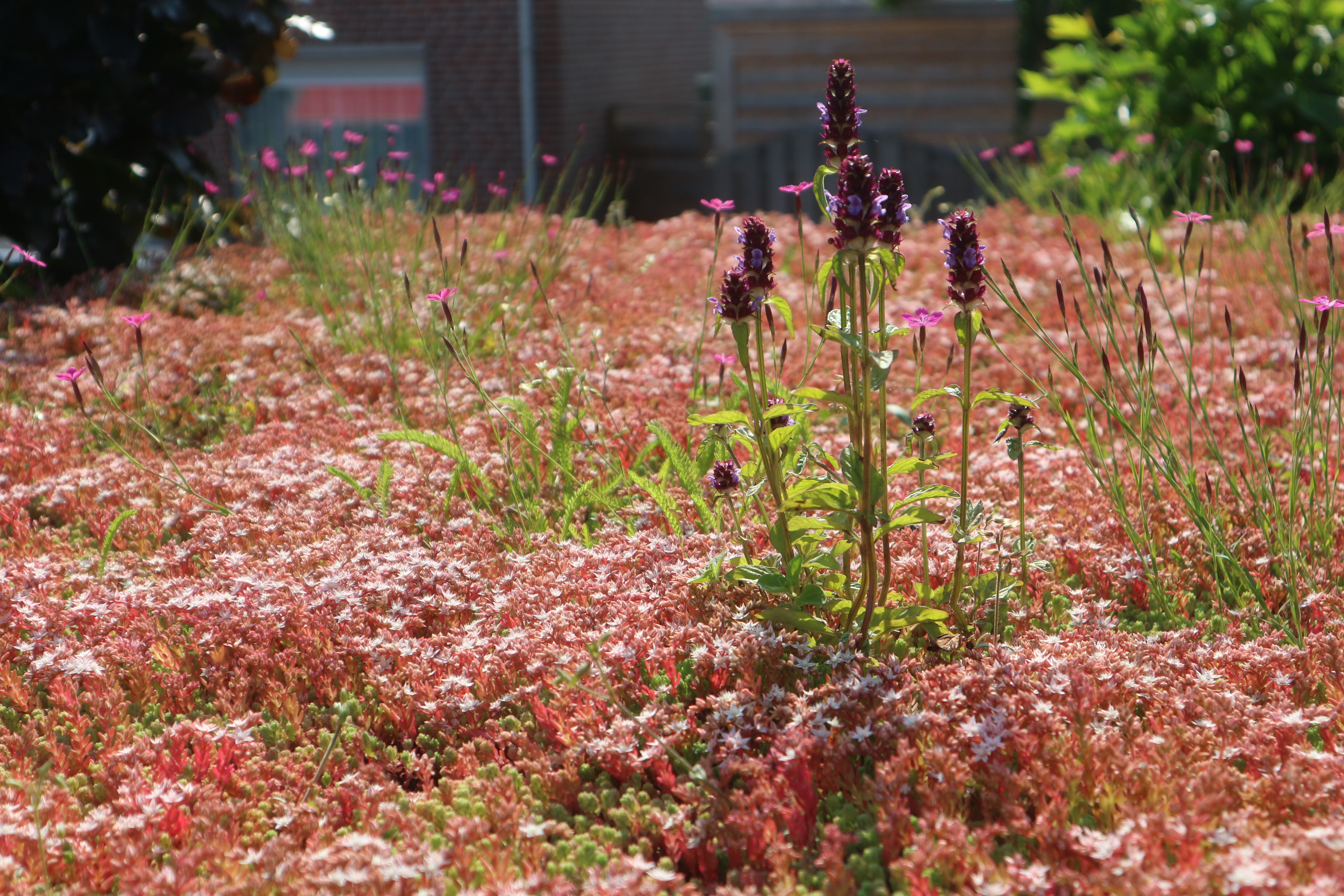Green roofs