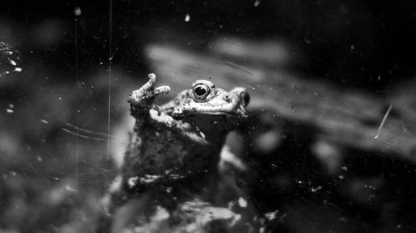From the color of frogs to caring for the planet: the Biogar innovation story./Del color de las ranas al cuidado del planeta: la historia de innovación de Biogar