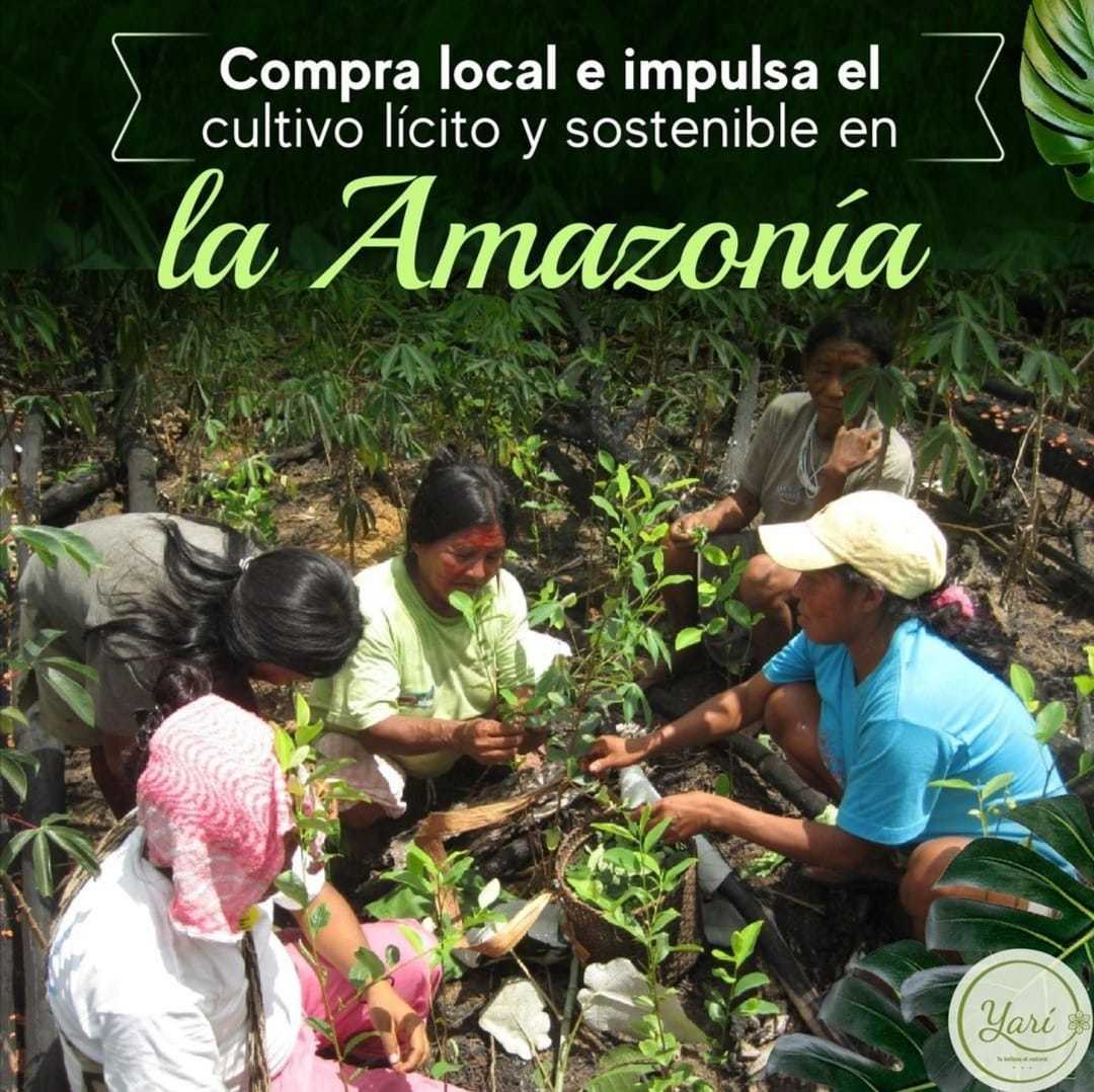 Take care of the Amazon, Take Care of Your Skin / Cuida la Amazonía, cuida tu piel